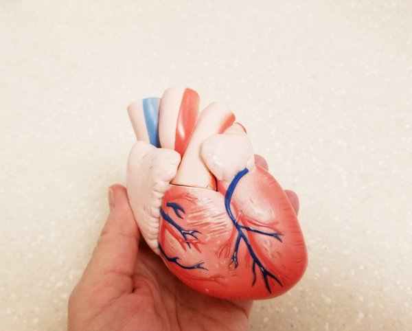 Infarctus : comment anticiper et prévenir un événement cardiaque